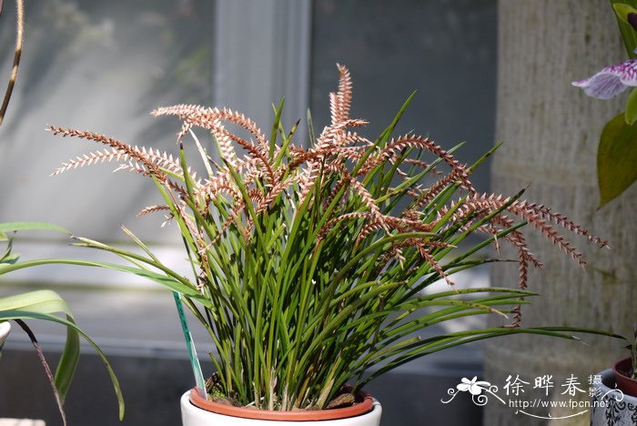 豆科植物