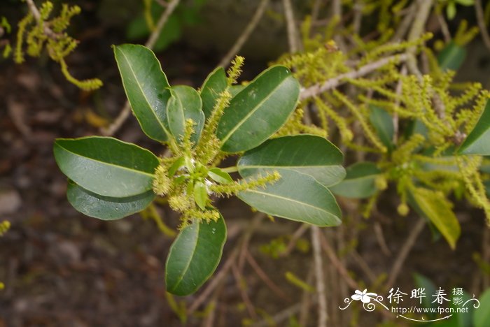 麻风树