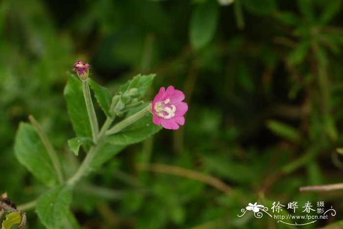 花叶芦竹