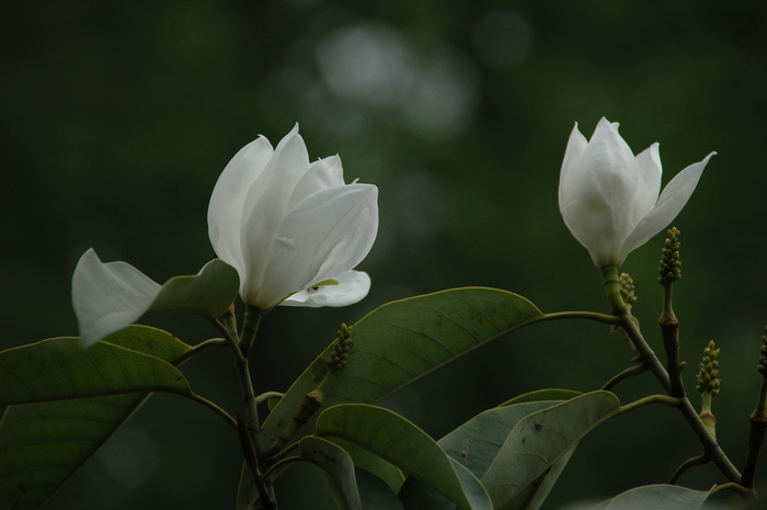 缅桂花