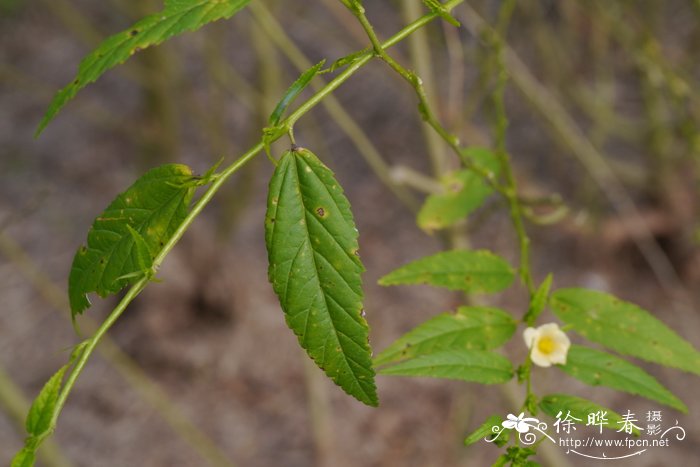 野草莓能吃吗