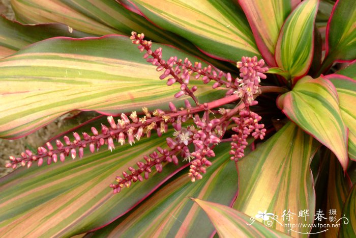 室内种什么盆栽植物最好