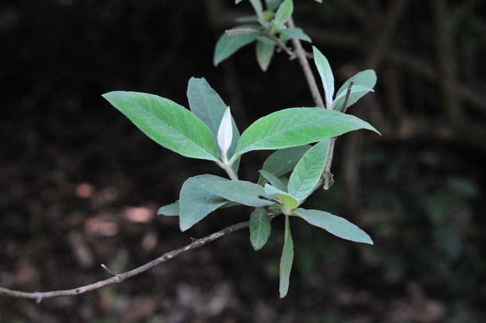 野荠菜图片