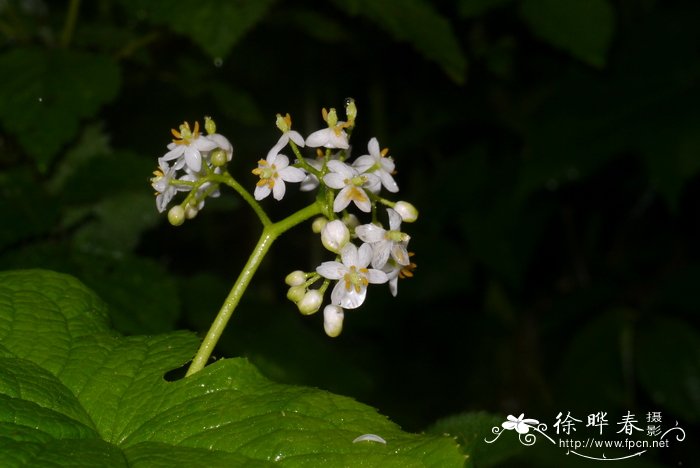 郁金香怎么栽培