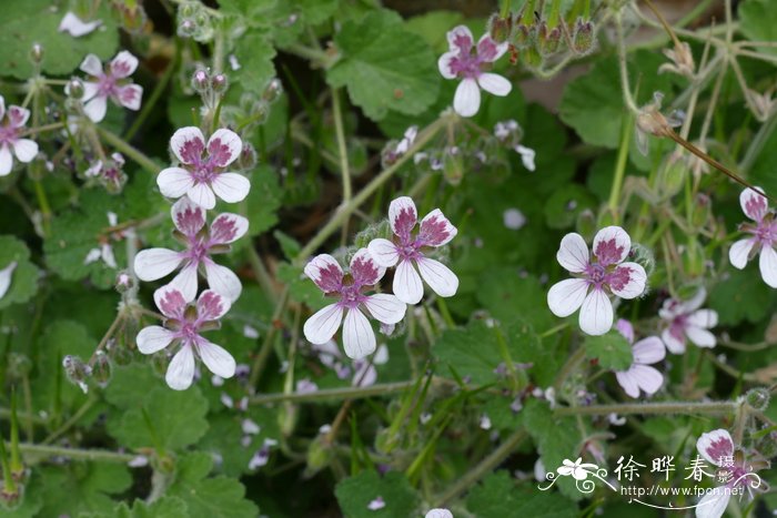 50朴树价格