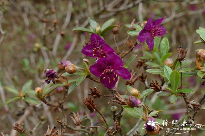 耐冬茶花