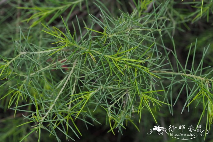 花盆里有小虫怎么去除小妙招