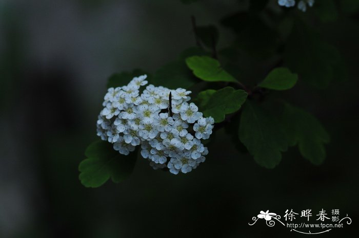 柚子种子怎么样才能发芽