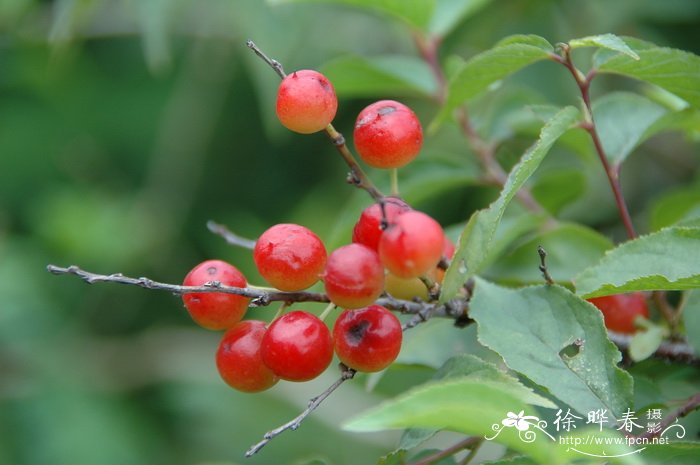 海南黄花梨树苗