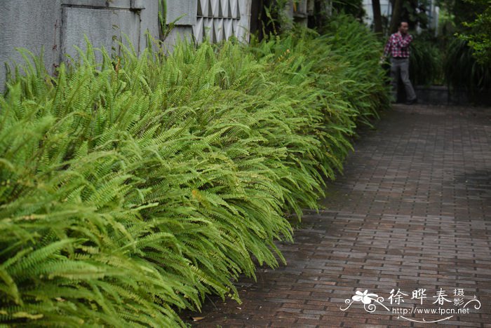 草坪种植方法