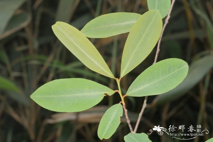 裸子植物有哪些