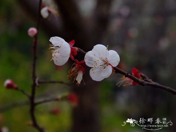 田七和三七有什么区别