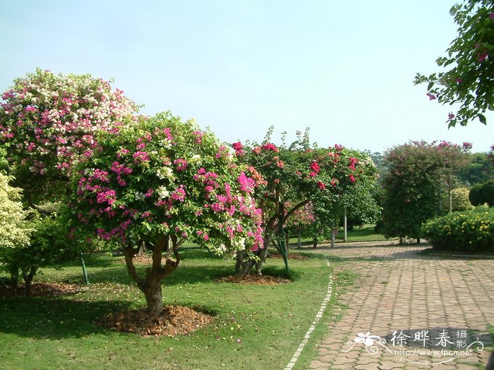 蔬菜拼盘图片