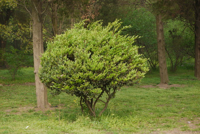 建兰小桃红