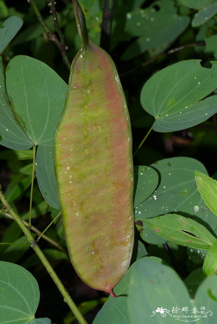 紫松果菊