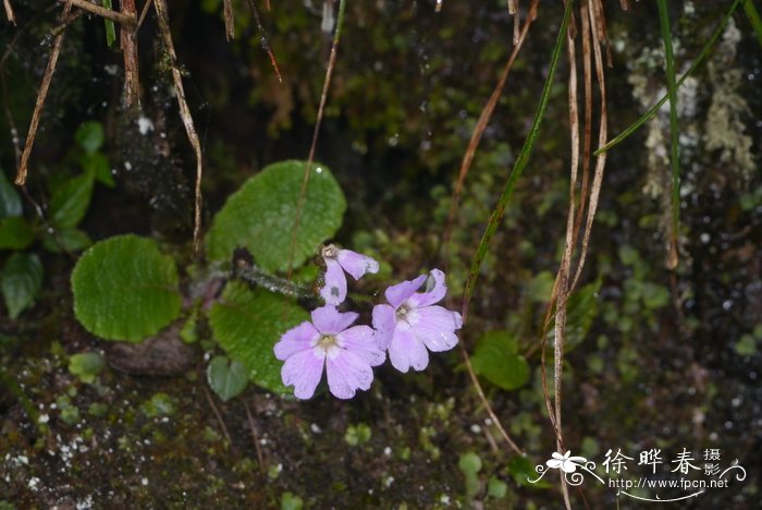 油菜花的花语和寓意