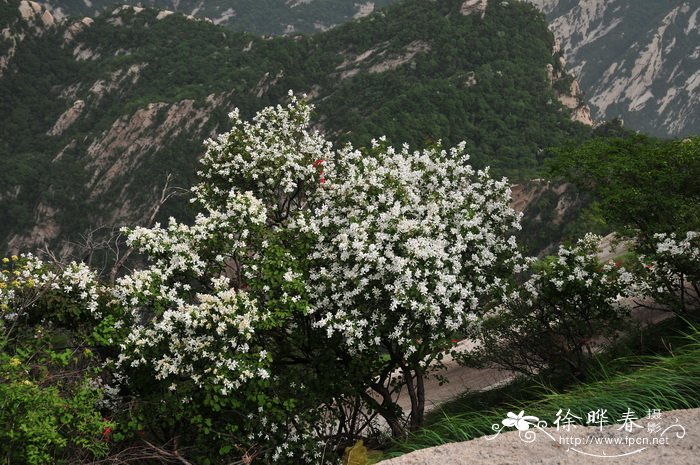 红色腊梅花图片