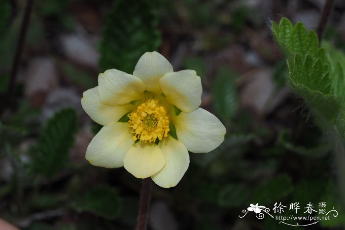 丁香花语