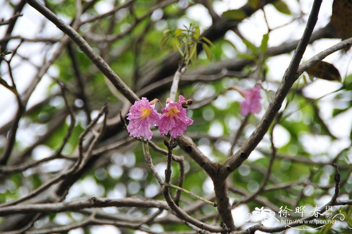 裸子植物有花和果实吗