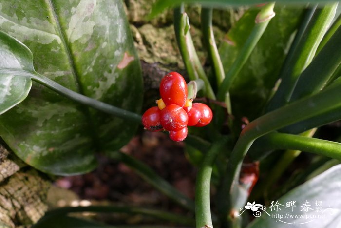 迎春花的介绍