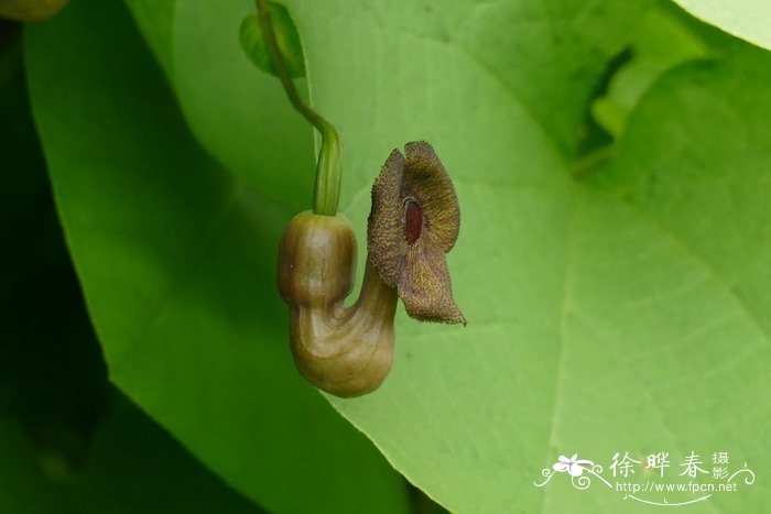 辣椒面图片