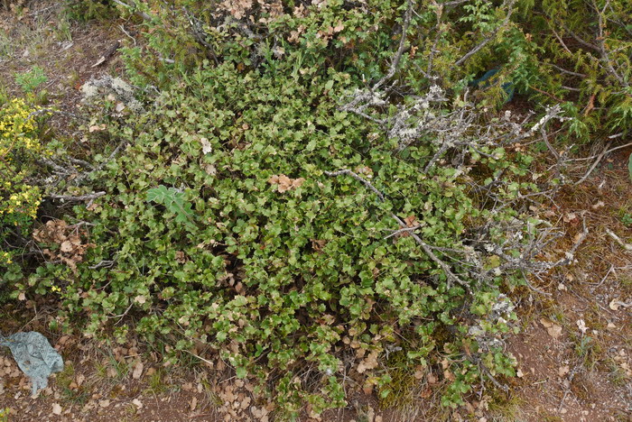 长寿花用什么土种植好