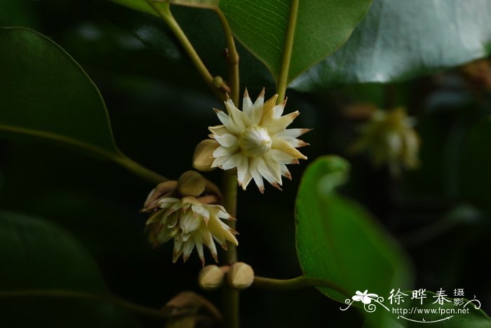 月季花冬季如何过冬