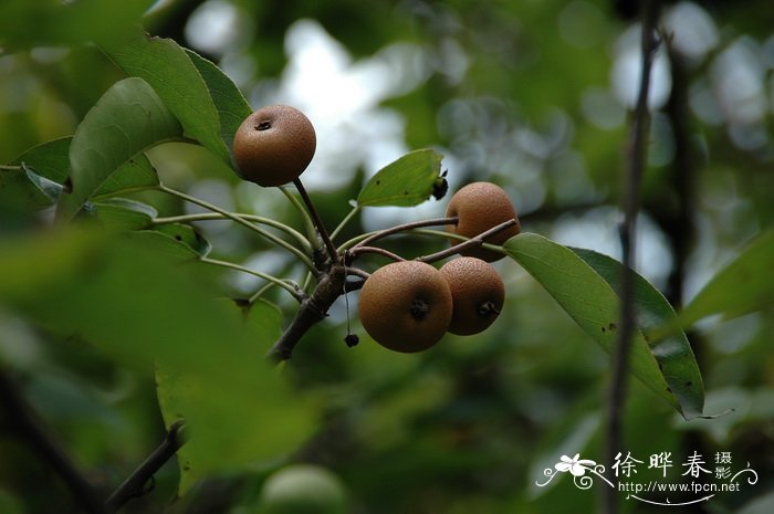 君子兰专用花盆