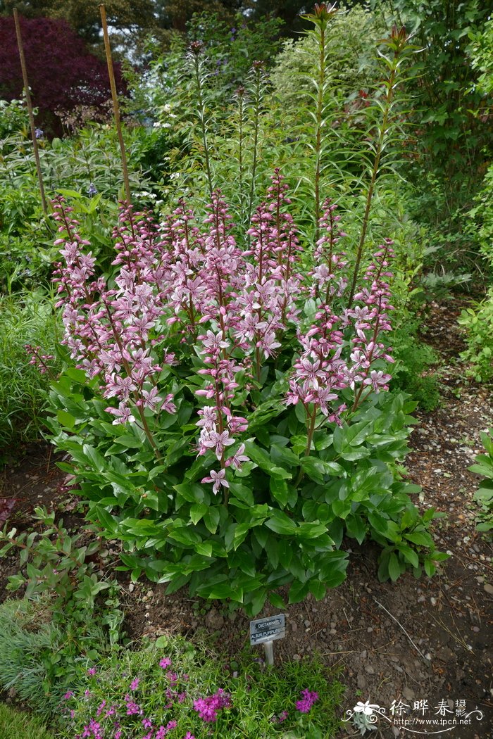 油菜花什么季节开 