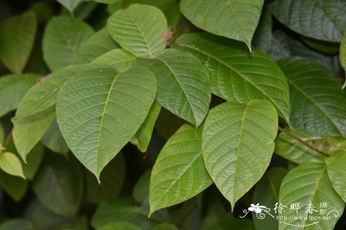 木棉花照片