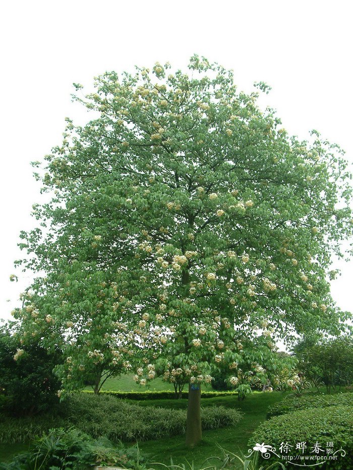 茶梅花寓意