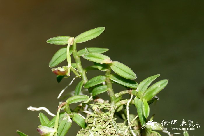 龙骨开花吗