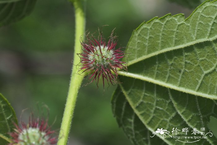 苹果苹果价格