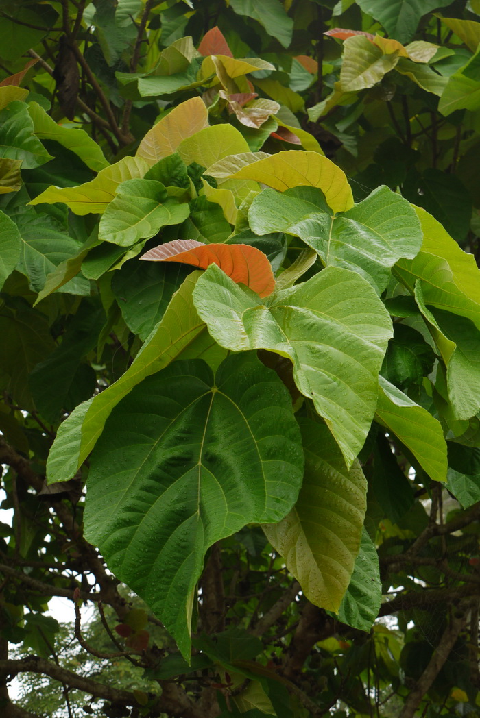 鸭掌木图片