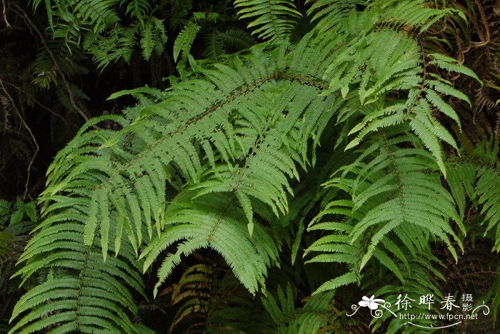 野生荠菜图片