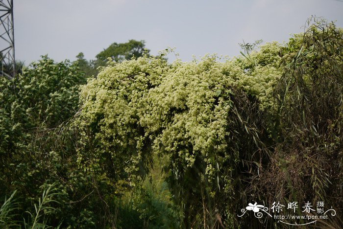 紫松果菊