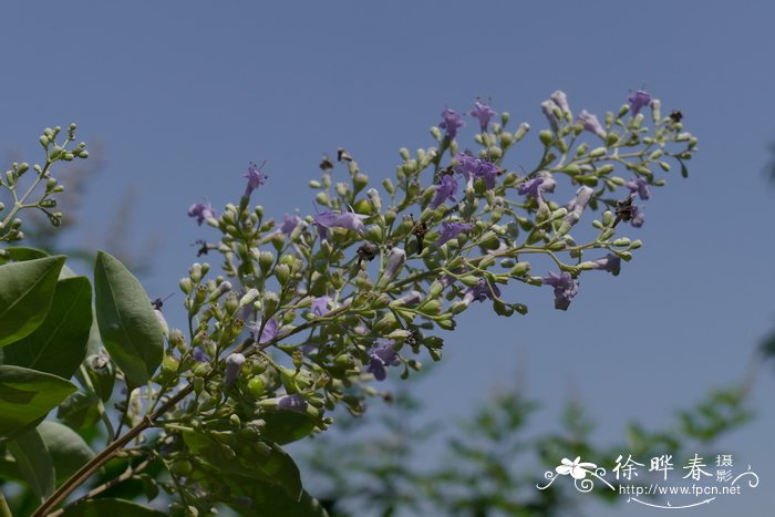 昙花花语