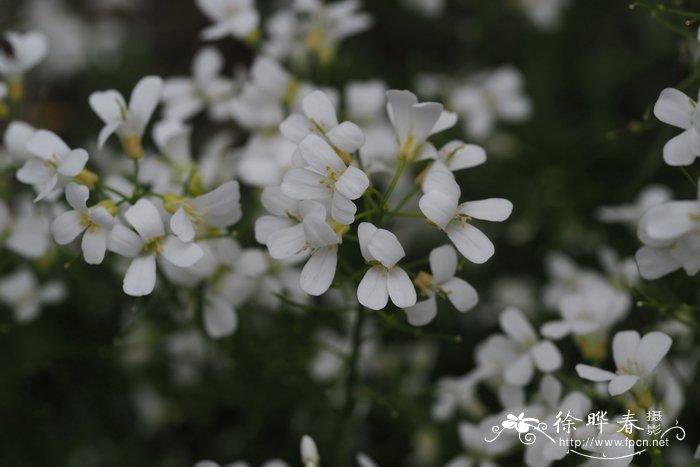 室内观叶植物