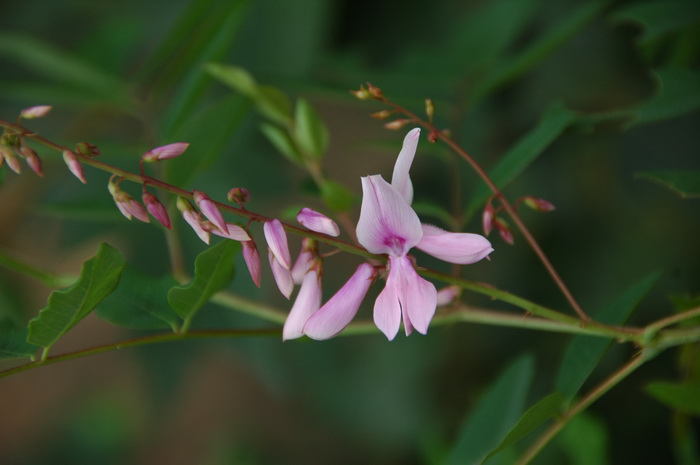 长春花花期