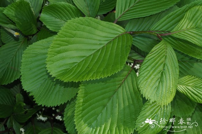 什么植物吸甲醛最好