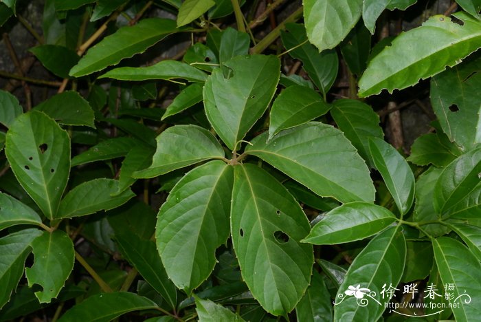 油茶苗