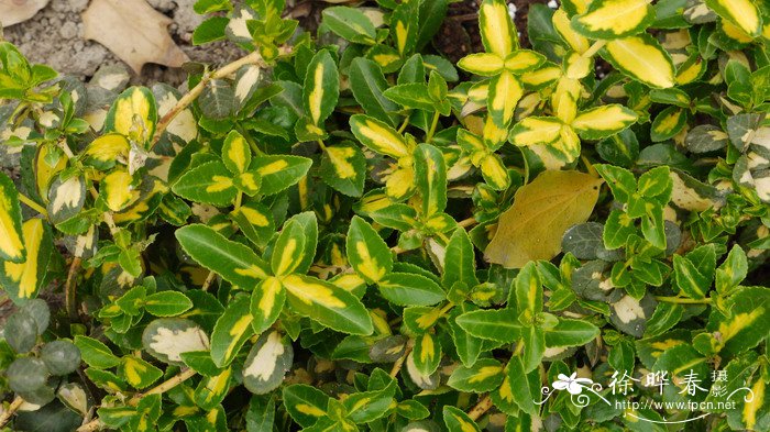 植物灯散热器