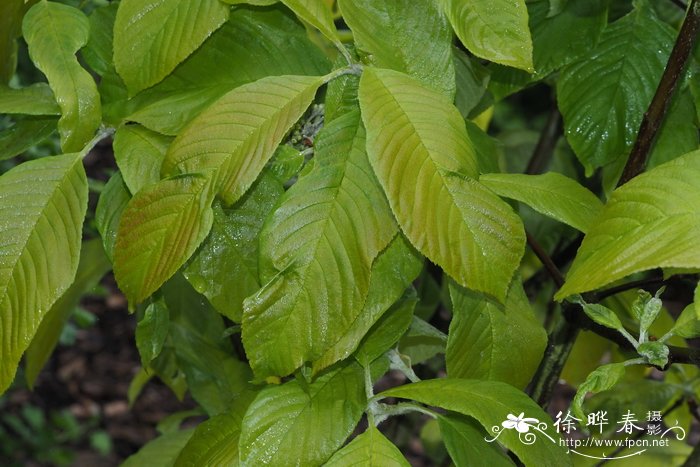 芝麻的功效