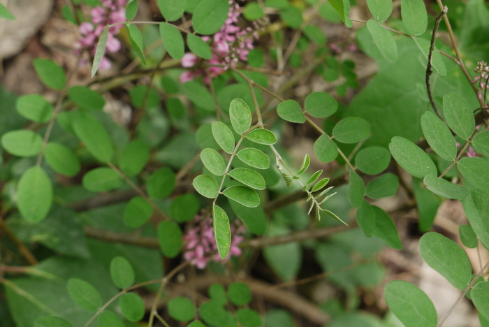 5月开什么花