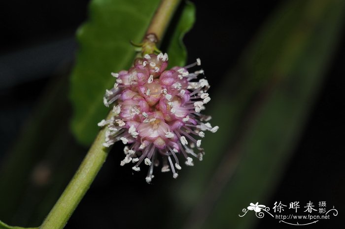 保护植物