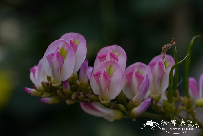 玫瑰花束图片 真实