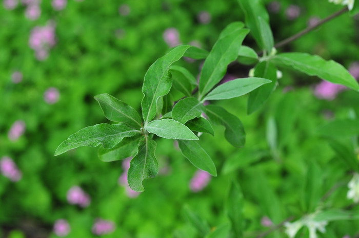 郁金香开花时间