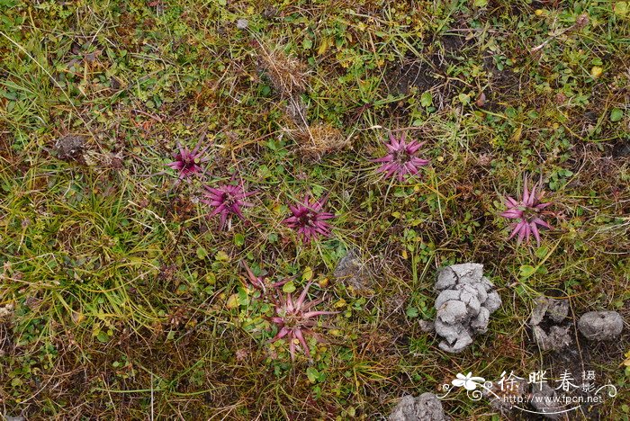 柏芝树