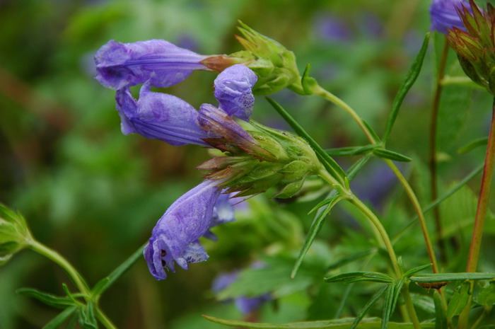 苦情花