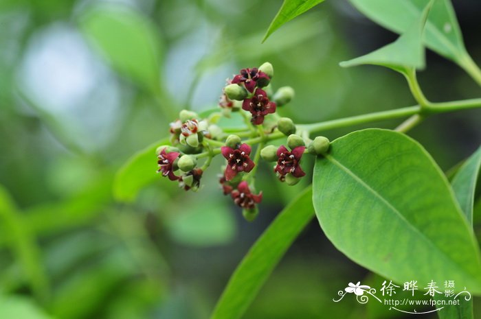 鲜花玫瑰花